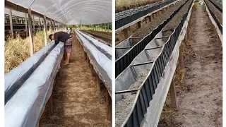 Plantação de morangos em calhas. (estufa para morangos semi hidropônico)