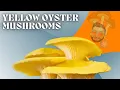 The BEST way to grow gourmet mushrooms and get multiple flushes at home
