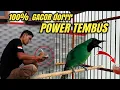 Download Lagu AGAR CUCAK IJO GACOR POWER TEMBUS ||Begini TRIKNYA‼️ Download Lagu AGAR CUCAK IJO GACOR POWER TEMBUS ||Begini TRIKNYA‼️