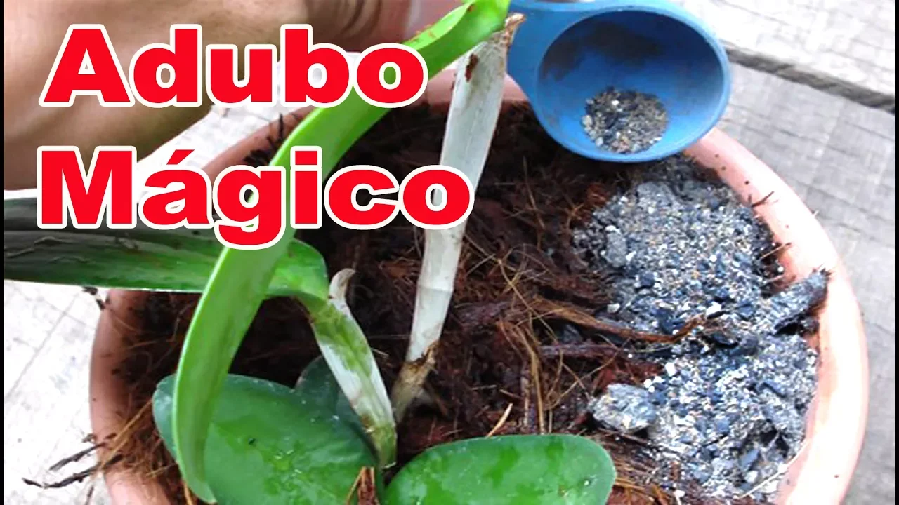 ADUBO MÁGICO PRA SUAS ORQUÍDEAS E PLANTAS