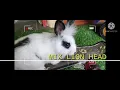 Download Lagu Arnab drpd pelbagai jenis baka🐇