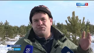 Лесные хозяйства Омской области начали рубку хвойных деревьев