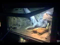 king cobra feeding at cape fear serpentarium