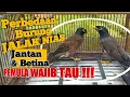 Download Lagu PEMULA WAJIB TAU !!!PERBEDAAN BURUNG JALAK NIAS JANTAN DAN BETINA || Burung Jalak Nias