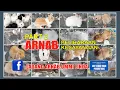 Download Lagu RABBIT@ LADANG ARNAB UMMI LINDA | GUAR CHEMPEDAK | YAN | KEDAH | MALAYSIA | PART 2