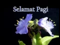 Download Lagu PAGI  KU  CERAH  MU