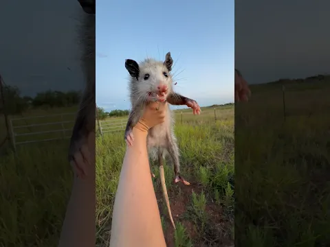 Rescuing baby OPOSSUMS! 😱