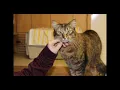 PetSavers Volunteer Information