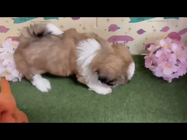 動画