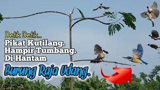 pikat kutilang hampir tumbang dihantam burung liar siraja udang 