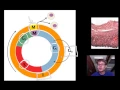 Cell Cycle Mitosis and Meiosis