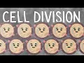 Why do cells divide