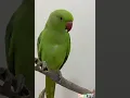 Download Lagu Suara Burung Beo Berteriak 🦜 #burungbeo #viral #shorts