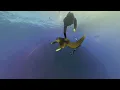 Diver Tagging a Chilean Devil Ray with Non-Invasive Methods