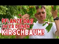 Download Lagu 🍒 Pflanze DAS unter deinen Kirschbaum - die Kirschbaumgilde