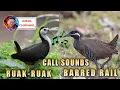 Download Lagu Tunog ng dalawang Tikling / Ruak-ruak \u0026 Barred rail / ( Ideal Channel mix vlog )