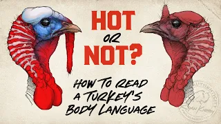 How to Read a Wild Turkey s Body Language A Guide for Hunters