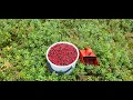Download Lagu Finnish Superfood Puolukka (Vaccinium vitis-idaea)