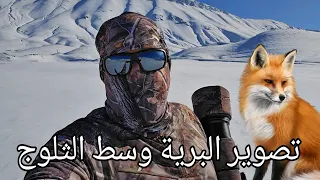 Photographing Moroccan wildlife in the snow