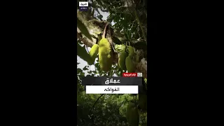 تتجاوز 25 كجم سر وزن ثمرة الجاك الهائل  تتجاوز 25 كجم سر وزن ثمرة الجاك الهائل