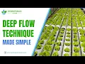 How to Set Up Deep Flow Technique DFT for Hydroponics - HydroponicsTown