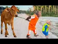 Lagu Full Video! CUTIS \u0026 funny baby monkey take special care of Cow🤩
