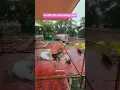 Download Lagu ram mandir jabalpur navratri 2025 decoration #jabalpur #rammandir #navratri2025 #jabalpurnavratri