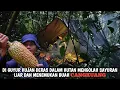 Download Lagu Berpetulang mencari buah-buahan liar, Menemukan buah langka dan Memasak sayuran hutan | Kang Kumang