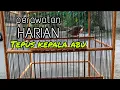 Download Lagu PERAWATAN HARIAN TEPUS KEPALA ABU AGAR CEPAT JINAK \u0026 GACOR | TEPUS KELABU GACOR PANJANG