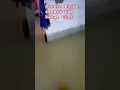 Download Lagu Tamu Yang Tak Diharapkan #shorts #shortvideo #shortsviral