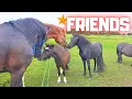 Meet Rising Star⭐ the Friendliest Horse Ever! Watch Him Making Friends🥰 | Friesian Horses