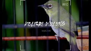 Download Masteran pleci KOLIBRI WULUNG SEJALUR | therapy zosterops MP3