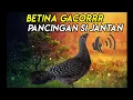 Download Lagu Betina Gacor Rocet | Cocok Buat Pancingan Si Jantan Yg Males Bunyi Ayam Hutan Hijau
