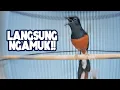 Download Lagu MURAI BATU NGAMUK dan BONGKAR ISIAN Gereja Tarung Kapas Tembak | AUTO GACOR