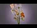 Polar Inc. - Merovingian