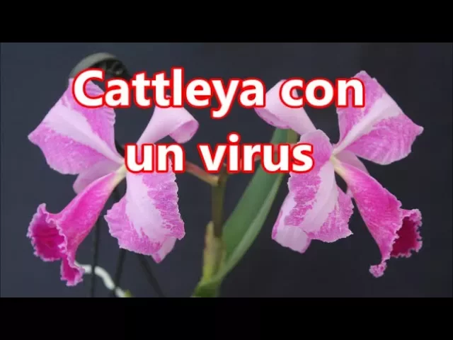 ORQUÍDEA CATTLEYA INFECTADA CON VIRUS ORCHIDS WITH VIRUS