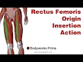 Rectus Femoris Anatomy Origin Insertion Action