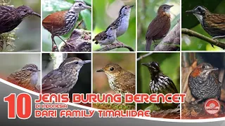 Download JENIS BURUNG BERENCET // DI INDONESIA FAMILY TIMALIIDAE. MP3