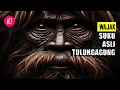 Download Lagu Suku Wajak ; Suku Asli Tulungagung | Homo Wajakensis | Suku Indonesia