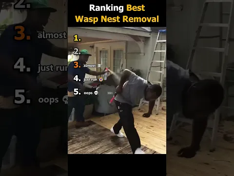 Ranking Funny Wasp Nest Removal
