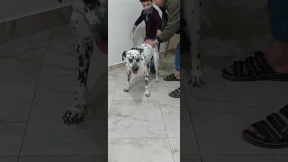 ضمانة الكلب الدلميشن دلميشن Delmation 