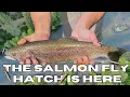 Download Lagu Fishing the Salmon Fly Hatch and Camping in Oregon | Chasing Water EP. 20