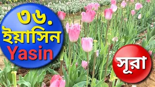 Download সূরা ইয়াসিন (ইয়াসীন) | Surah Yasin | Quran 36 MP3