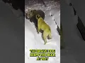 Download Lagu Bear vs. Dog fight, Dog saves Owner from Bear #shorts #dog #bears #animals