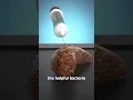 Download Lagu How A Poop Transplant Works 💩🤔