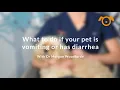 What to do if your pet is vomiting or has diarrhoea