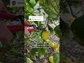 Download Lagu How long does it take for a lemon tree to bear fruit?   #lemon tree #fruittrees