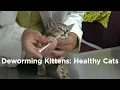 Deworming Kittens How to have a Healthy Cat