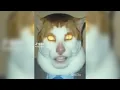Monday Left Me Broken Cat Meme 1 Hour Perfect Loop Waiting For Love - Avicii