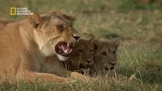 خاص القطط الكبيرة صراع من اجل البقاء 